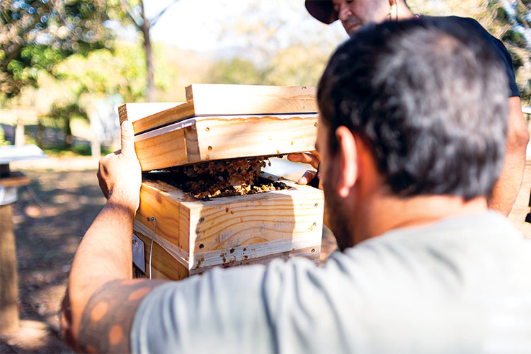 Small Bees, Big Forest Impact