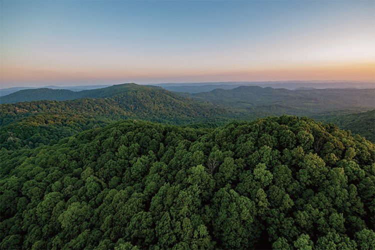 Working Together for Healthy Forests