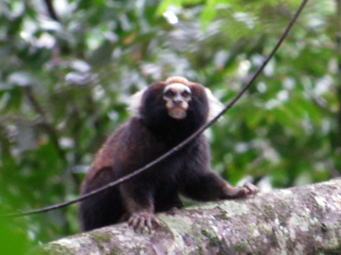 Sylvamo Aids in Research to Save Endangered Primate