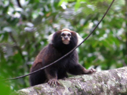 Sylvamo Aids in Research to Save Endangered Primate | The buffy-tufted marmoset