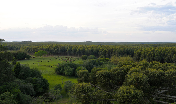 Degraded Grasslands Afforestation, Uruguay