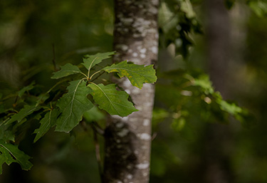 Nos garanties environnementales