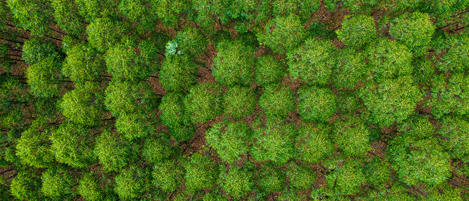 Aerial view of eucalyptus trees