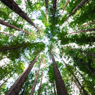 Bosques sustentables