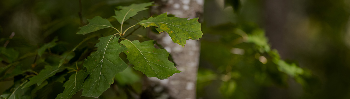 Nos garanties environnementales