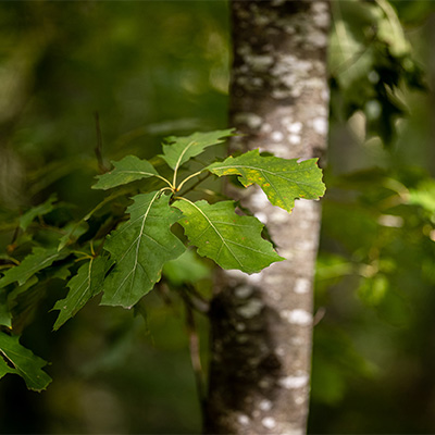 Nos garanties environnementales