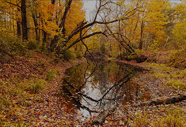 Nos Valeurs Environnementales