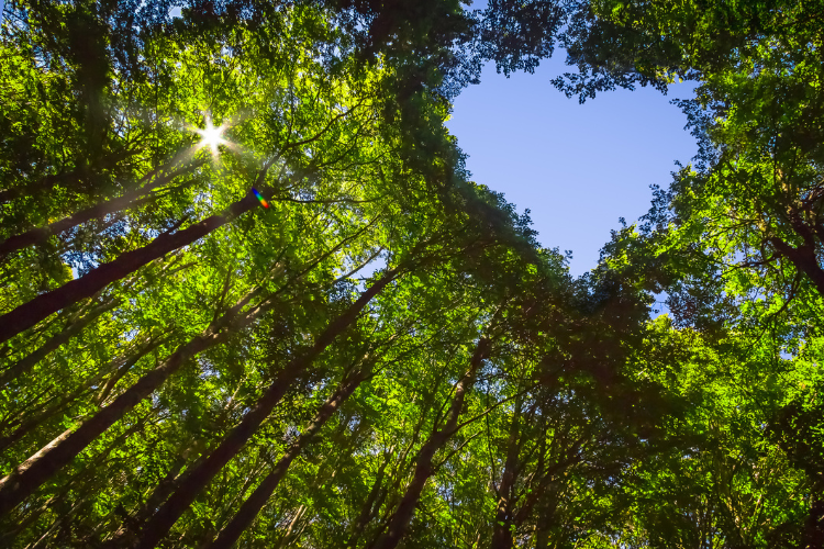 Sylvamo Receives ‘A-’ in Forests, Environmental Transparency Leadership from CDP