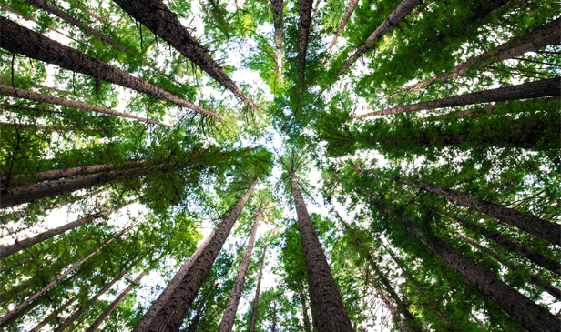 Gestion durable des forêts